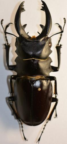 Odontolabis alces